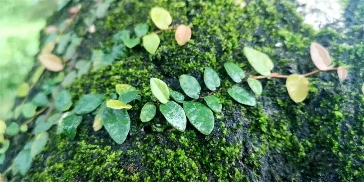 惠东白花苏茅垅四角楼 2.jpg 惠东白花苏茅垅四角楼 2.jpg