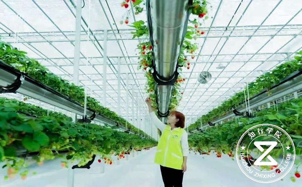 凤凰山凤凰谷.jpg