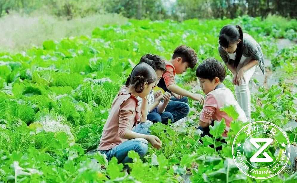 深圳凤凰谷菜园.jpg