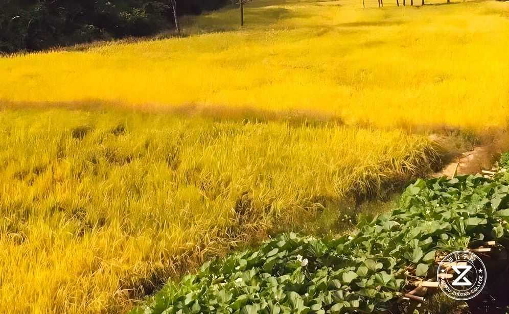 广州黄埔区谷丰园拓展训练基12.jpg