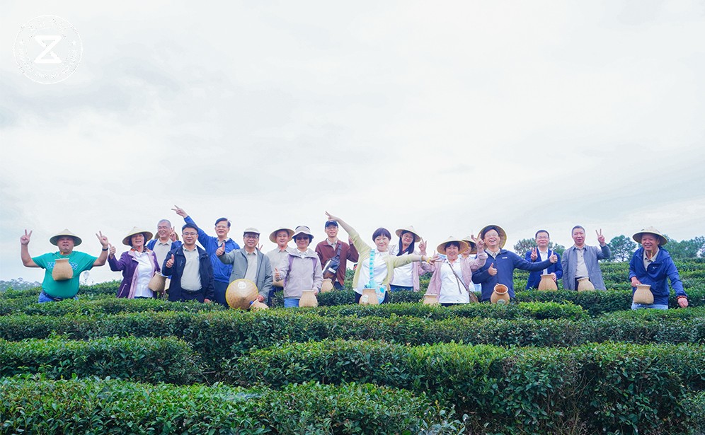 茶山凝心：柏塘茶园中的团队共鸣